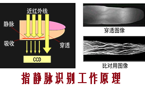 静脉识别技术原理图.jpg